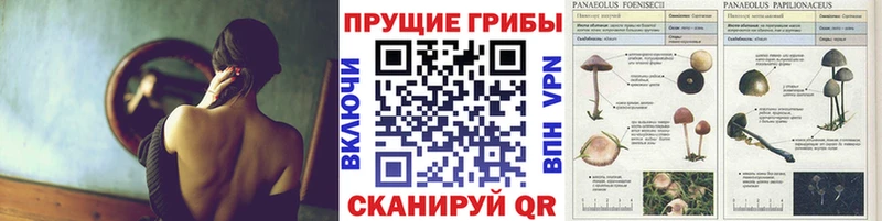 Псилоцибиновые грибы MAGIC MUSHROOMS  Петропавловск-Камчатский 